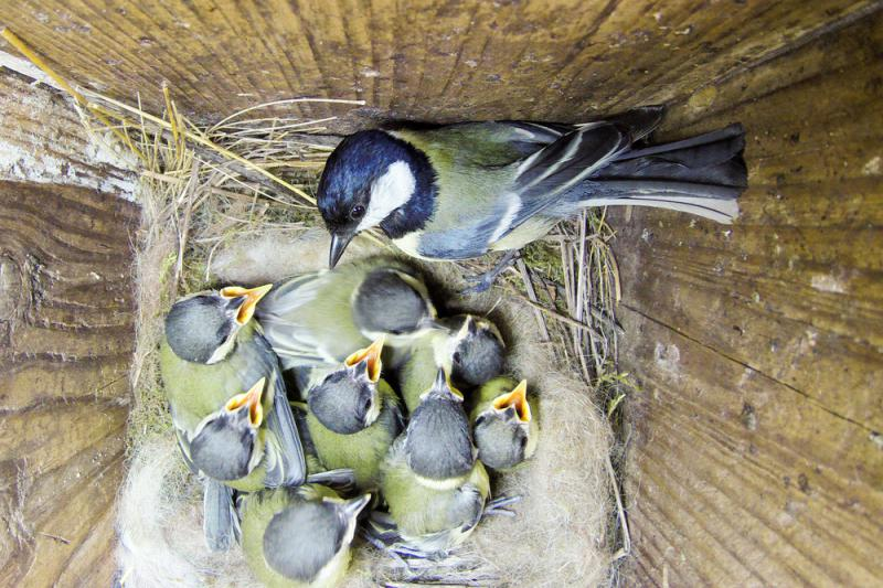 livebirdspoland_dfec0993848f8d7101055174f6a840fa.png