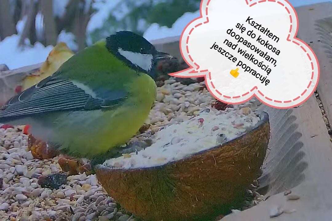 livebirdspoland_38edcda86fbd67b50b59f8086fd20278.jpg