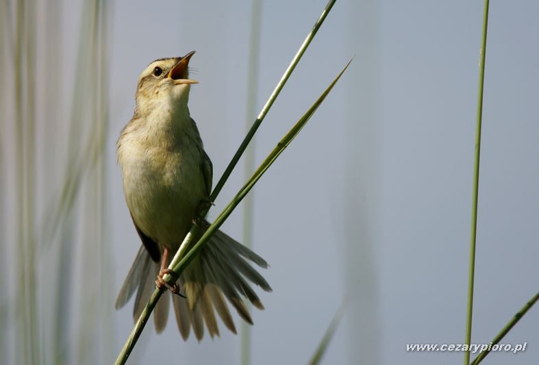 livebirdspoland_e732fe0d11511989a1c2acc307a4f685.png