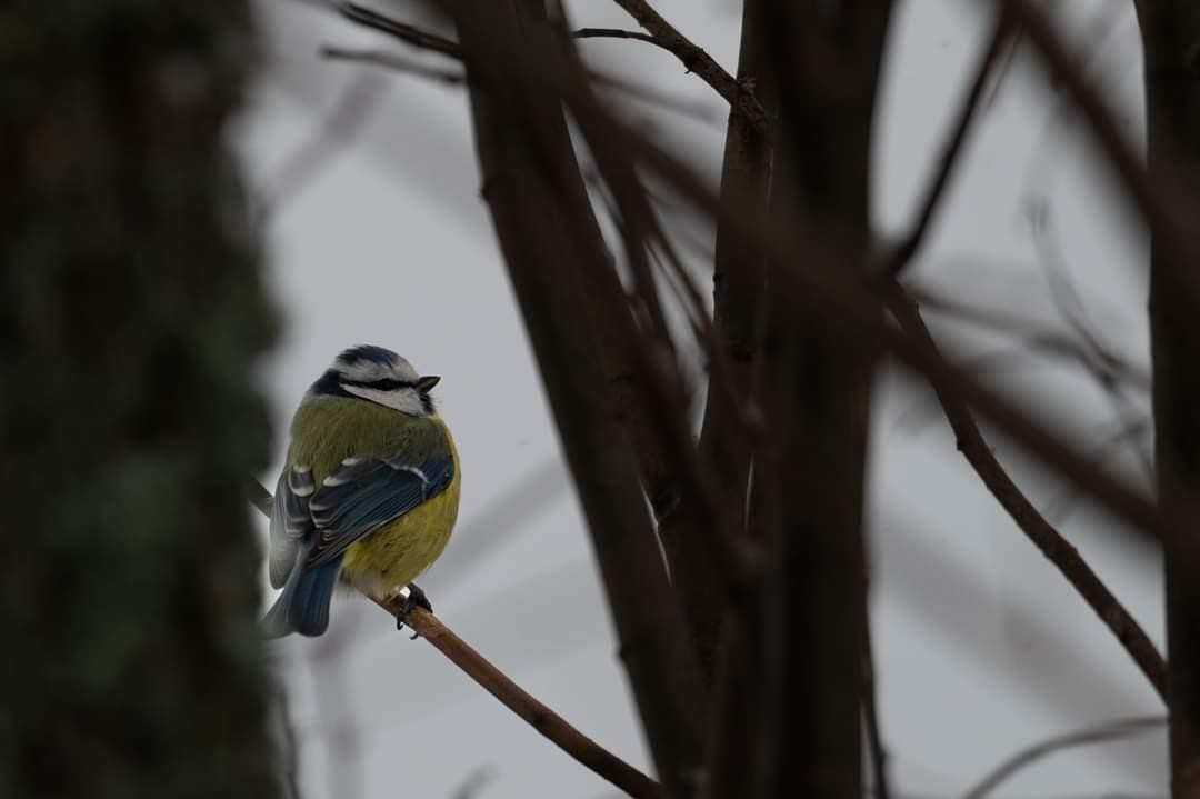 livebirdspoland_c24491b7c164133b27aa50a4e7a13a99.jpg