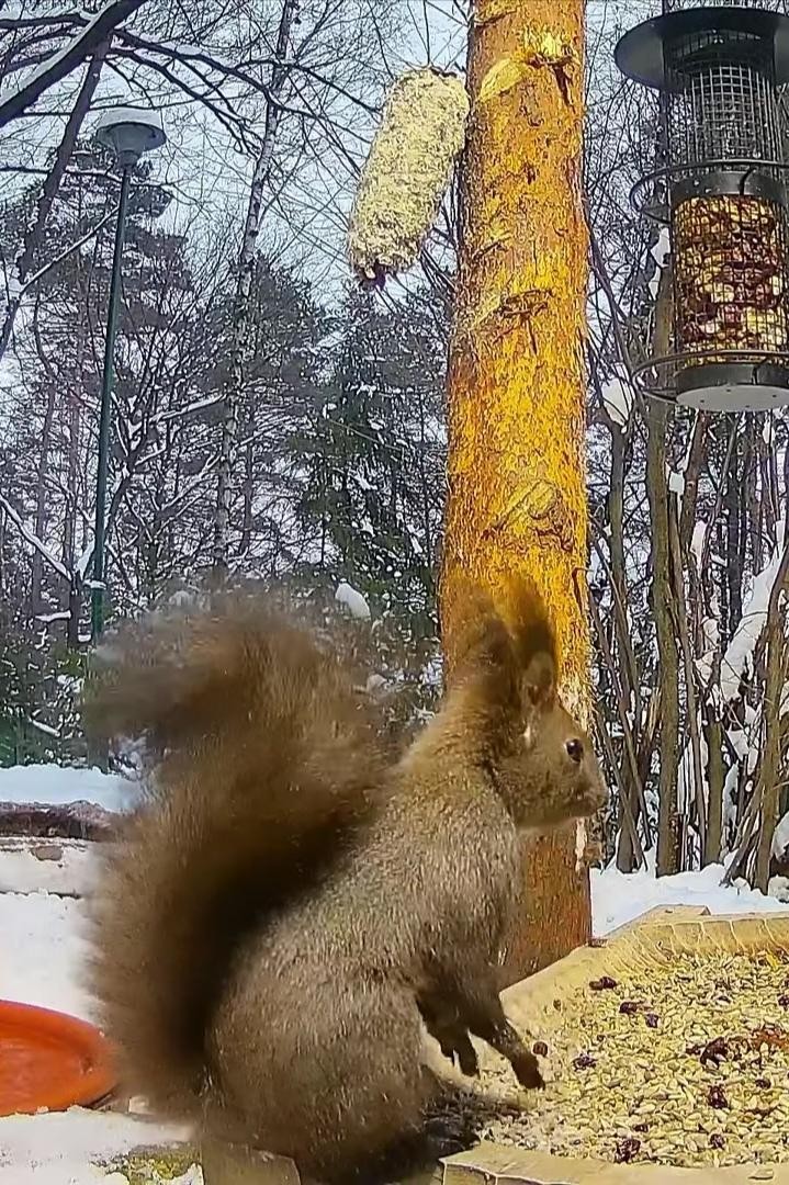 livebirdspoland_98a4489f402583b74beb489c68e57c6c.jpg
