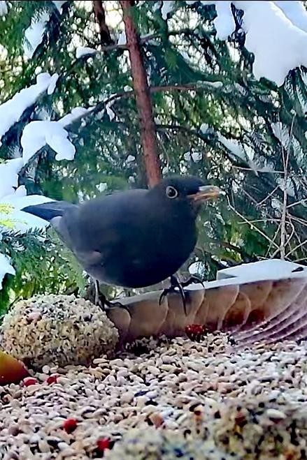 livebirdspoland_0cd768273e262a01e66fc8c06bce49cc.jpg