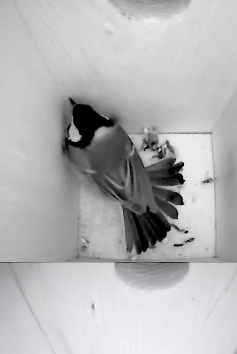 livebirdspoland_df79db2309a10e7d28ff527478da287d.jpg