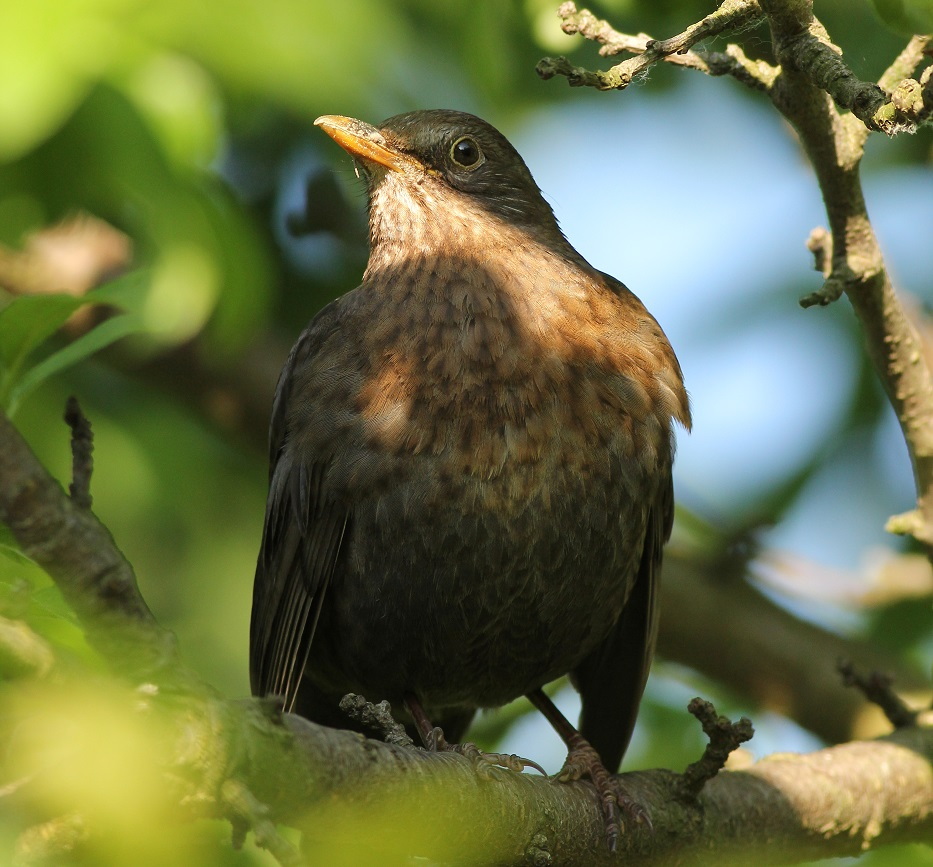 livebirdspoland_d9d6c5ec874c4001007b5d49ada04ba9.png