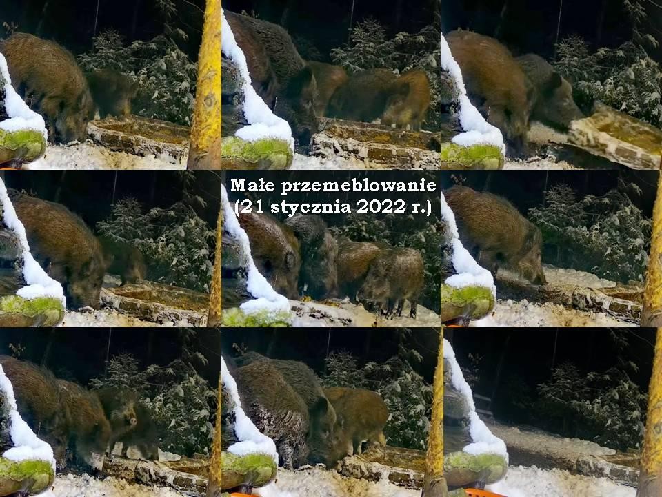 livebirdspoland_1edef7496d10ce4f3db14220036a5ead.jpg