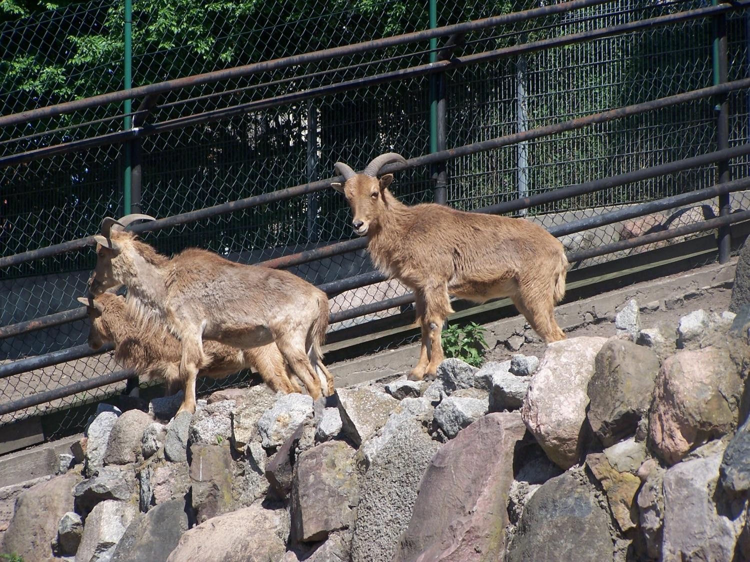 livebirdspoland_6740497053b425977c009deb7685be17.jpg