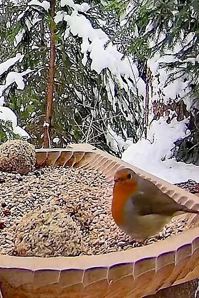 livebirdspoland_da91b6d138ab8285086a828fb996cd24.jpg