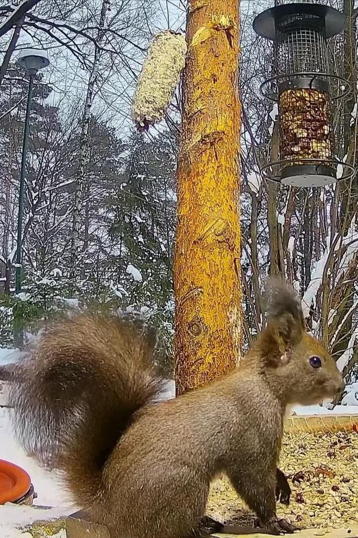 livebirdspoland_758058b2dcd5fcf51ea7e543087e8891.jpg