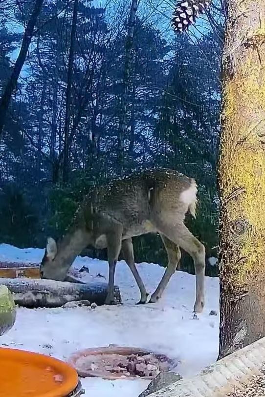 livebirdspoland_d0cc0d7457b0202b05fb22318100d740.jpg