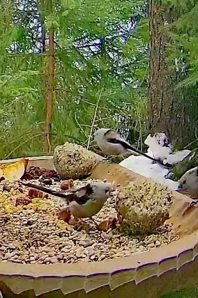 livebirdspoland_dc496ca2899274c943aff2bed7203876.jpg