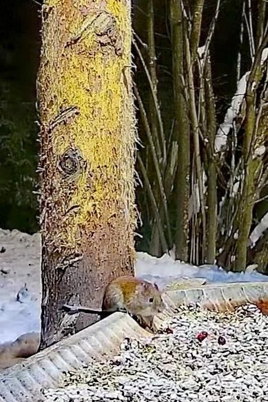 livebirdspoland_98d3400ae16d7d800ffc47abbace8479.jpg
