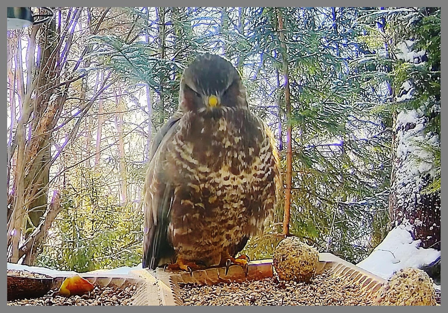 livebirdspoland_cd1f7832f1af5143a274187f78ce583f.jpg