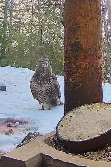 livebirdspoland_45d20d52e5728400969cba9bc63079bc.jpg