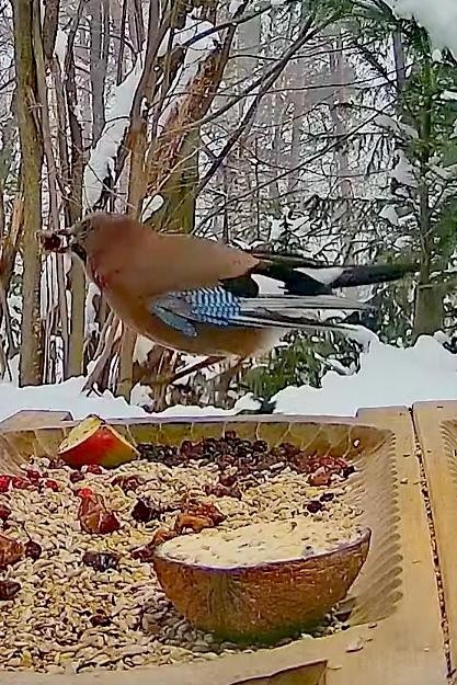livebirdspoland_d8f13104fe56b1aadfa024c972cb6a67.jpg