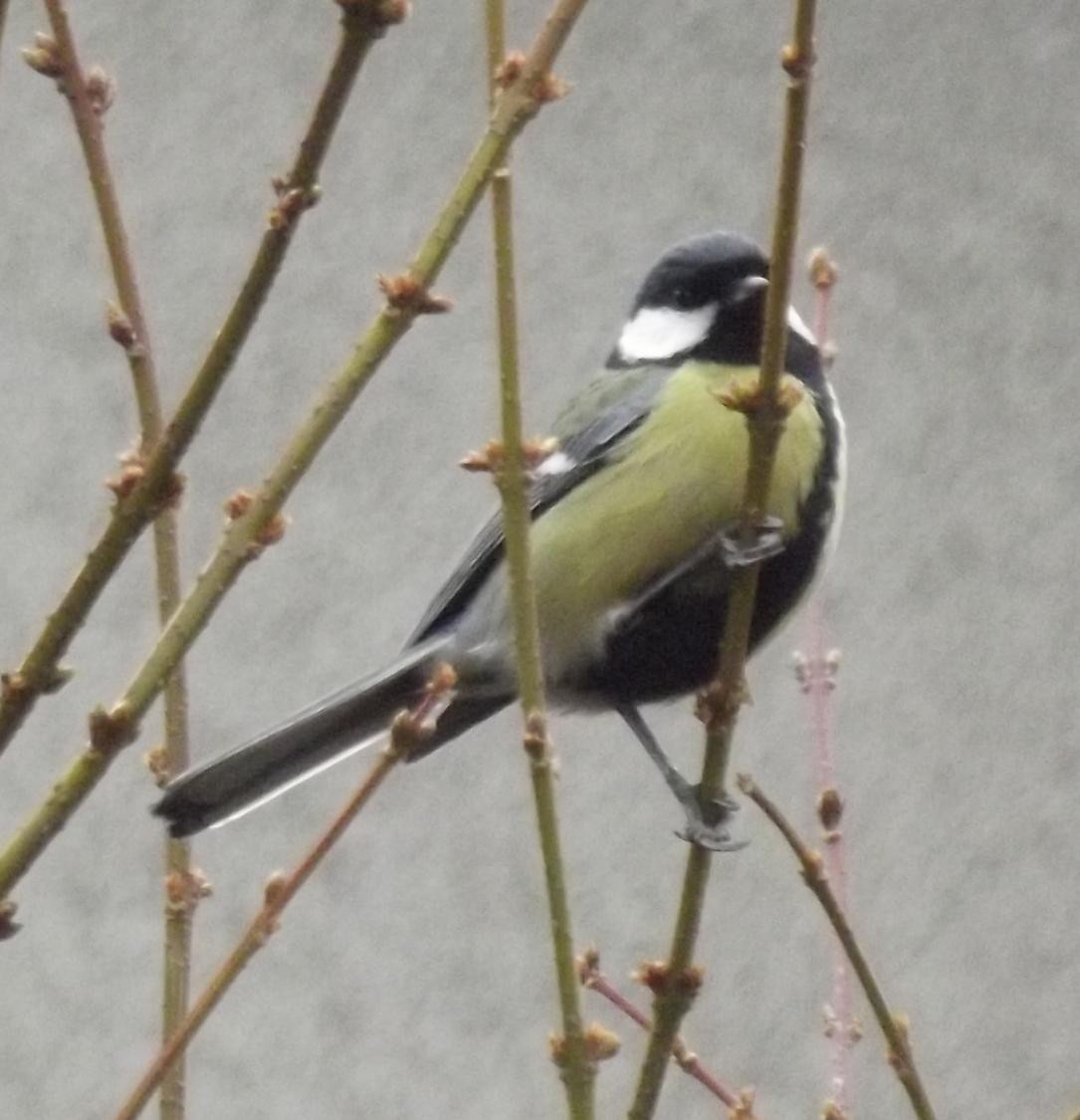 livebirdspoland_965eb72f0b590dee388881fdfbc71824.jpg