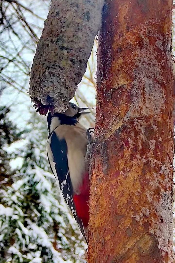 livebirdspoland_e2c6ab2b6c6573d6590f73961ab63b47.jpg