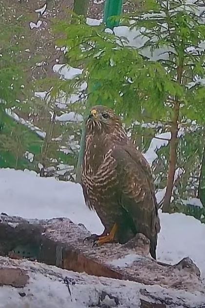 livebirdspoland_b752d61c0d7a17828917f6668b3af109.jpg