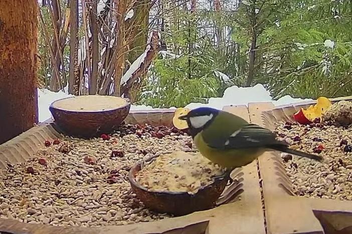 livebirdspoland_ad5cb9c2aa98a7c32dc161c51eb05f40.jpg