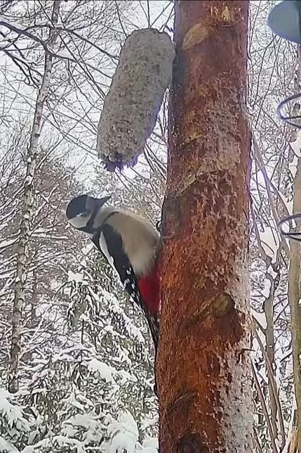 livebirdspoland_b8920fe03bababa74a32dfbaba339d61.jpg