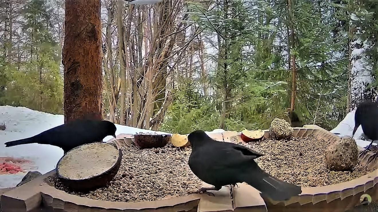 livebirdspoland_2853d415369191177dd7145dc4716575.jpg