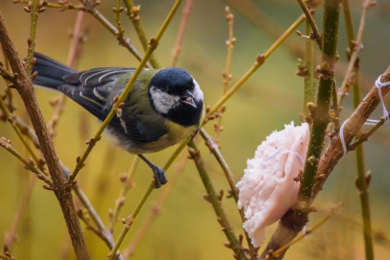 livebirdspoland_0e5a4ddc47c471d9e84aa81998993c83.png