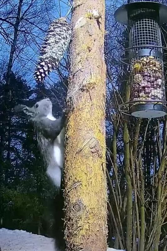 livebirdspoland_38d55c6b3a0b2ec00cf1f5accfd2bb1e.jpg