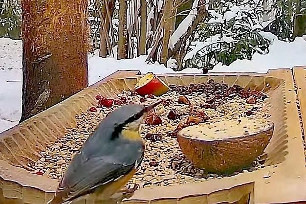 livebirdspoland_686bd280751eecd3307aba90cab67aff.jpg