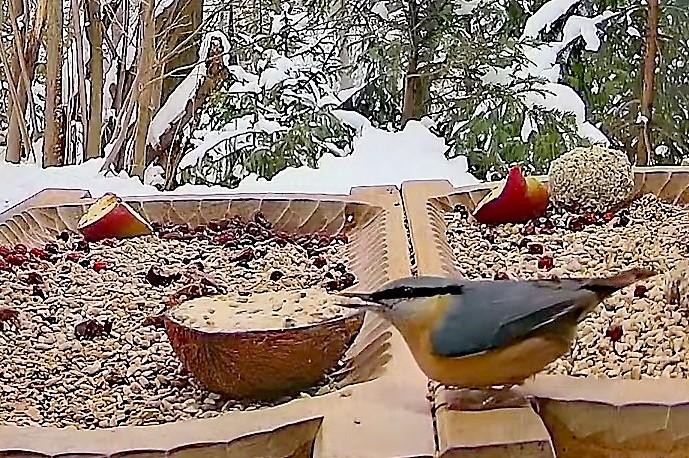 livebirdspoland_bf199ec46dae6c7b82601064c588d006.jpg