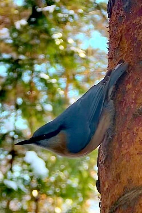 livebirdspoland_c24086295a6ab34ab82492c3f83fd5f8.jpg