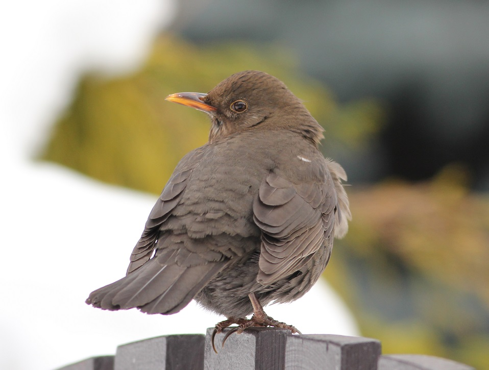 livebirdspoland_ff4cde759ca523de2ecee8f4ace93c8a.png