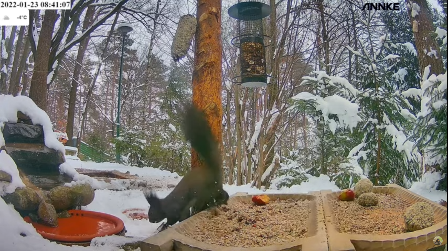 livebirdspoland_b81b59cc8ec5e50aa459e1507e07e8eb.png