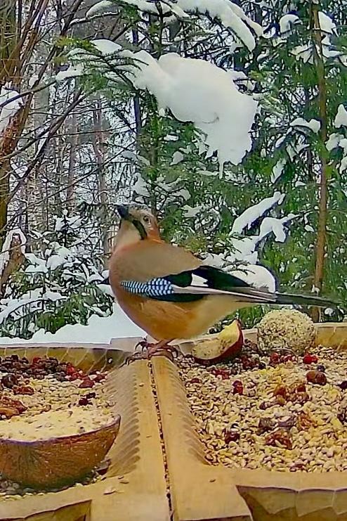 livebirdspoland_51555fb7032a2c59225098812d0ee928.jpg