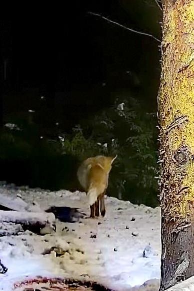 livebirdspoland_629e116429b80597c6207ce094ed53d5.jpg