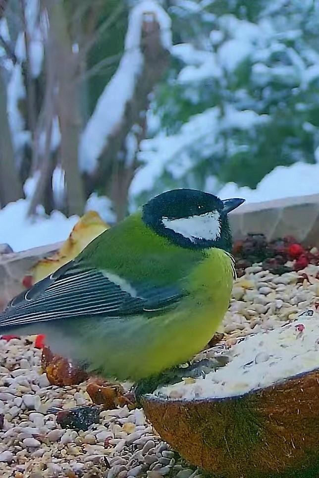 livebirdspoland_fcf0aee257ad8e3ad8a508881f4d8be2.jpg