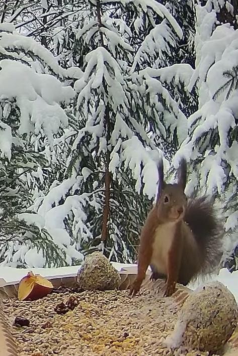 livebirdspoland_4b67fa0beae74717d363a429162551cb.jpg
