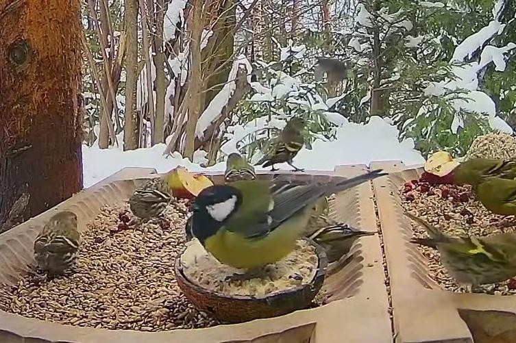 livebirdspoland_70de01d95ab9dd17932ed51540a16e30.jpg