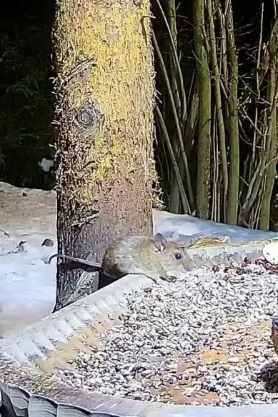 livebirdspoland_7e617b9c3d7ff32e41b0f0f605d7b73b.jpg