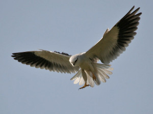 livebirdspoland_eccbc6fb8d87f7a62b557389010a7b91.png