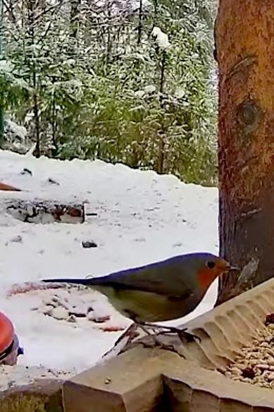 livebirdspoland_7b6cdf4193e74bf44089e7cc55aa9bde.jpg