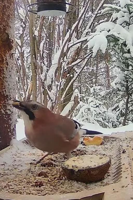 livebirdspoland_2a39b3c04f6127334e5bc17fd9a22998.jpg
