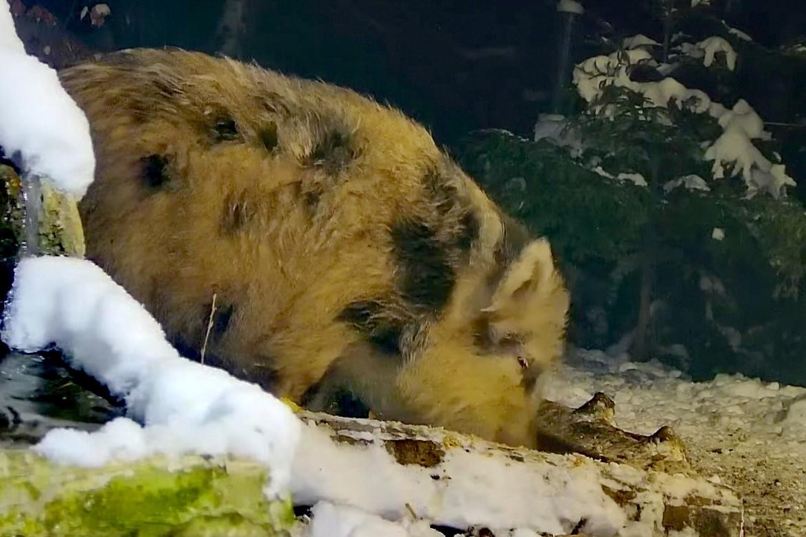 livebirdspoland_e457f3c9b3f09727667b0c1ebd598bb0.jpg