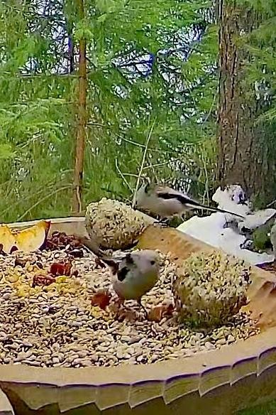 livebirdspoland_c0ad7ebcdc4b1211ee34b9c9901a7831.jpg