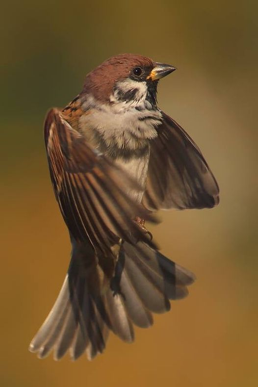 livebirdspoland_8247cb83c1e1bde5d5a13ca4d839a1ff.png