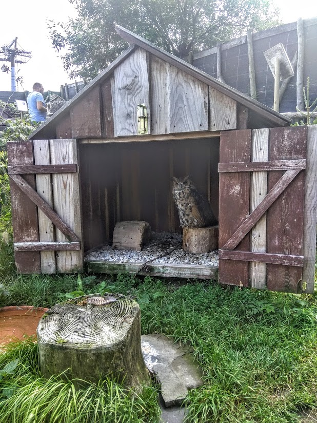 livebirdspoland_c6f7d7e38ed3b466985d78c4f1fe0578.png