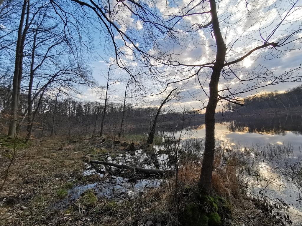 livebirdspoland_02e65812f4795eccf522941e9bbff845.jpg