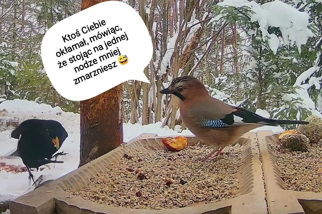 livebirdspoland_bd49362e2ba137de2157d8317df88e57.jpg