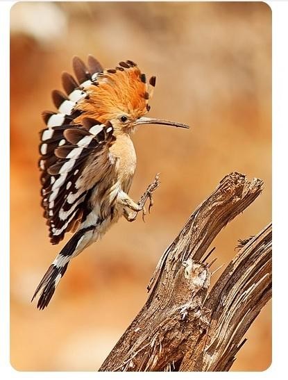 livebirdspoland_f5efb2e4e7d63f72af4c6babff6c854b.jpg