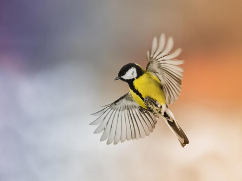 livebirdspoland_63551551d63e36fc2b446d7799aefe91.png