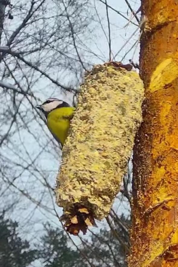 livebirdspoland_9b02d45305ebc12d66a3465569707c85.jpg
