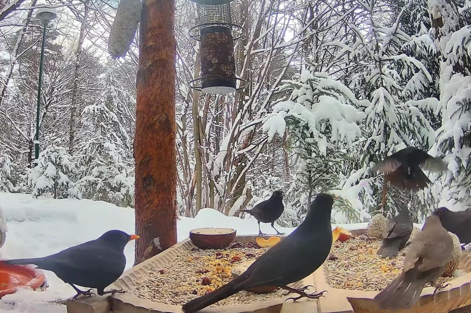 livebirdspoland_25db6edcb51d602f84e64ae9bb910078.jpg